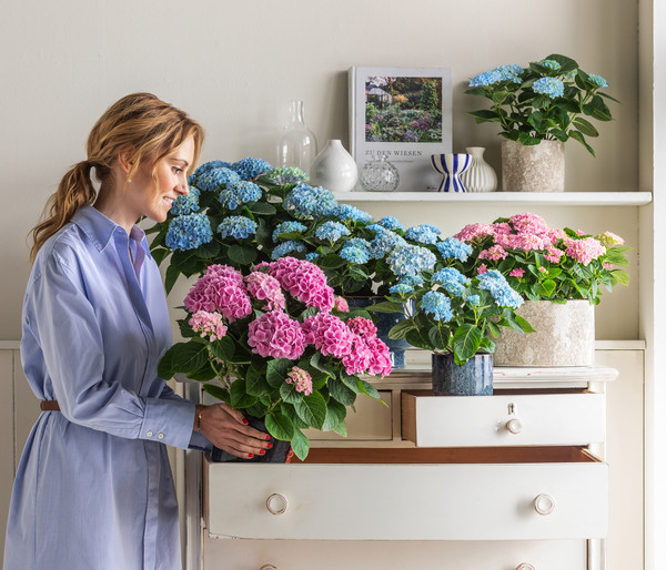 Hortensie 'Magical', verschiedene Farben