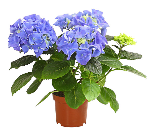 Midi Hortensie - Hydrangea macrophylla, verschiedene Farben