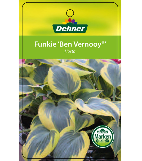 Blaue Gelbrand-Funkie 'Ben Vernooy®'