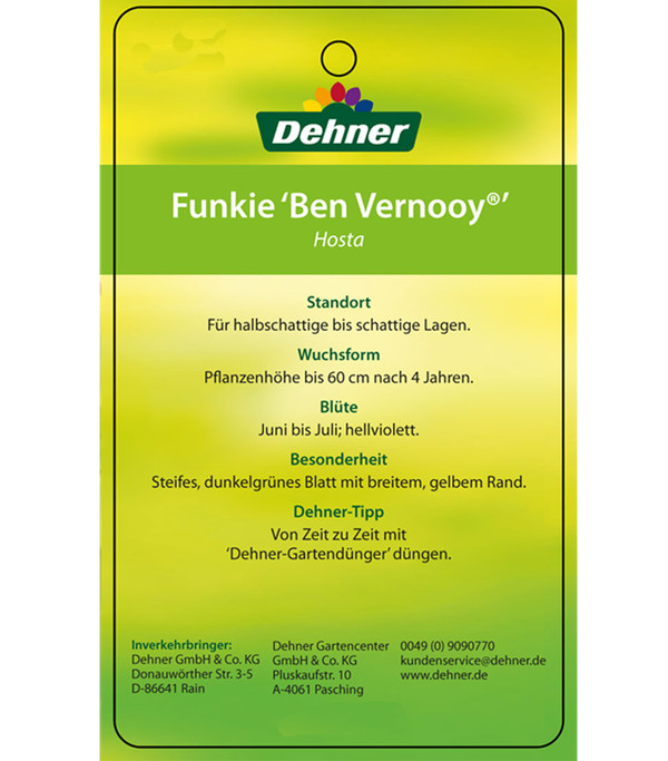 Blaue Gelbrand-Funkie 'Ben Vernooy®'