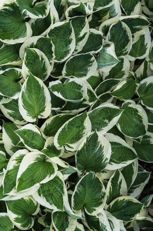 Funkie - Hosta, verschiedene Sorten