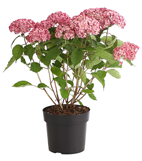 Schneeball-Hortensie 'Ruby Annabelle®'