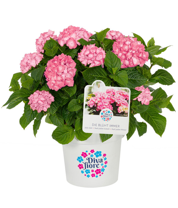 Hortensie 'Diva fiore®'