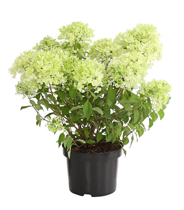 Rispen-Hortensie 'Magical Candle'