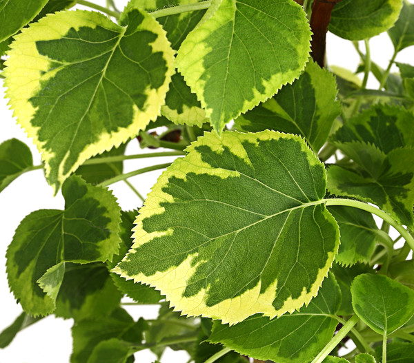 Kletter-Hortensie 'Miranda' - Hydrangea