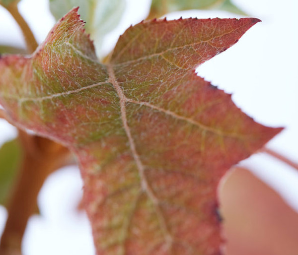 Rispen-Hortensie 'Ruby Slippers'