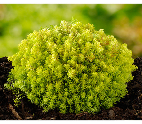 Sibirische Fetthenne 'Lemon Ball'