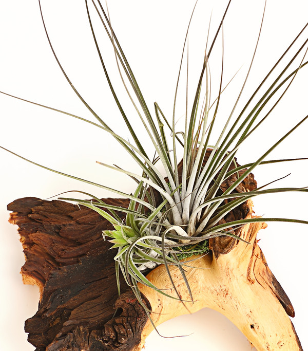 Tillandsien-Arrangement auf Mopani-Wurzel - Tillandsia Hybride, 2-teilig