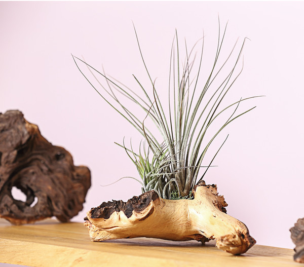 Tillandsien-Arrangement auf Mopani-Wurzel - Tillandsia Hybride, 2-teilig