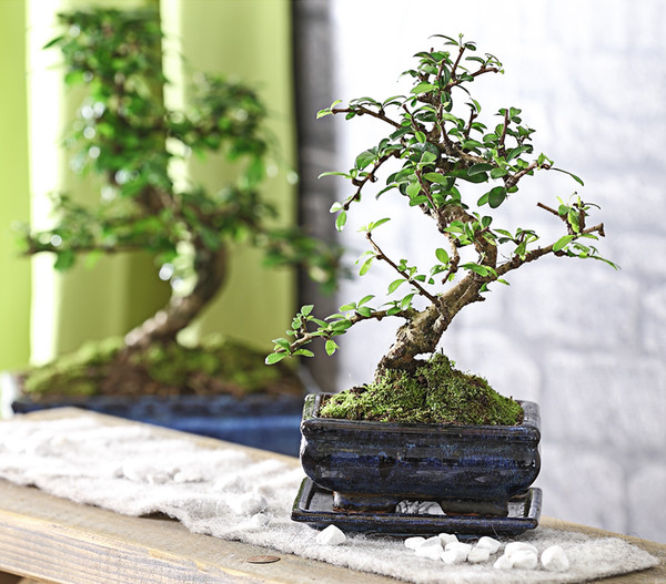 Bonsai Fukientee - Carmona microphylla, 6 Jahre