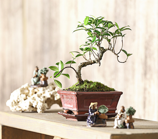 Bonsai Chinesischer Feigenbaum - Ficus retusa, 6 Jahre