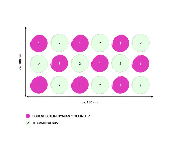 Stauden-Set Duftender Thymian, 18-teilig