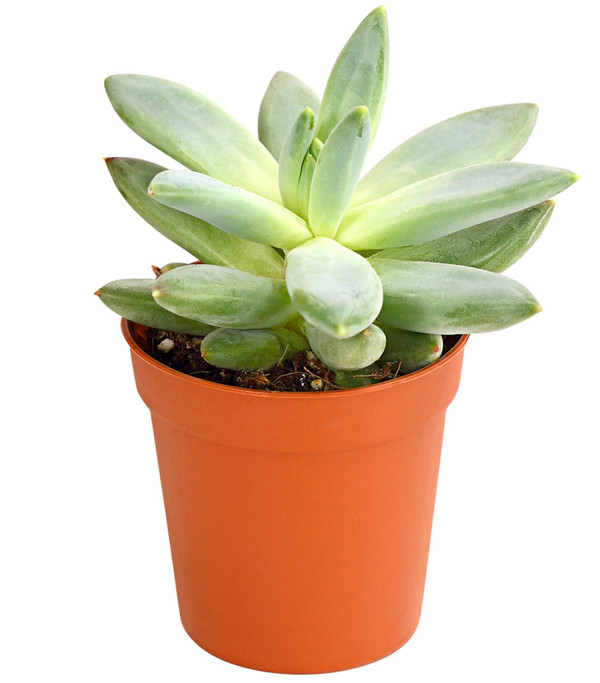 Echeverien-Set - Echeveria, verschiedene Sorten