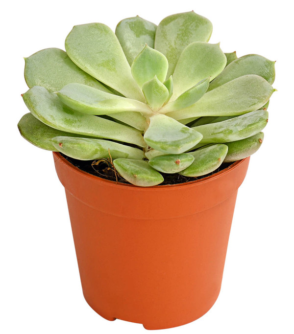 Echeverien-Set - Echeveria, verschiedene Sorten