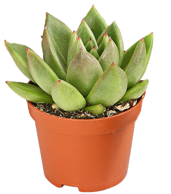 Echeverien-Set - Echeveria, verschiedene Sorten