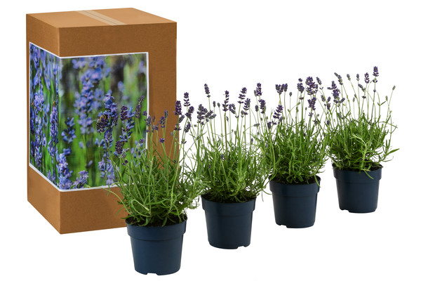 Dehners Bienen-Lavendel, 4er-Set