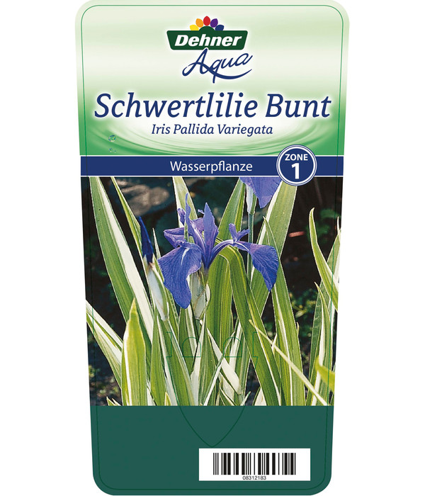 Dehner Weißgestreifte Schwertlilie - Bleiche Schwertlilie 'Variegata'