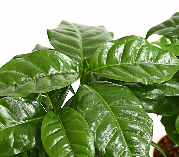 Kaffeepflanze - Coffea arabica, 3er-Set