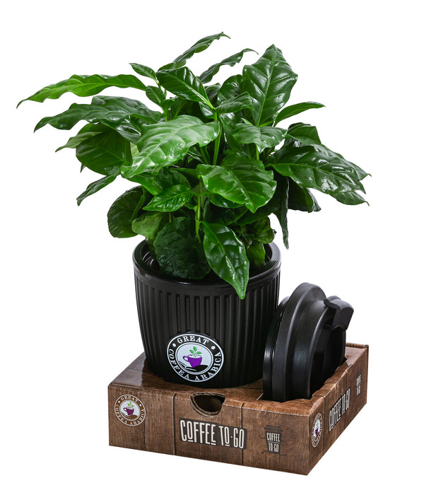 Kaffeepflanze - Coffea arabica, im To-Go Becher