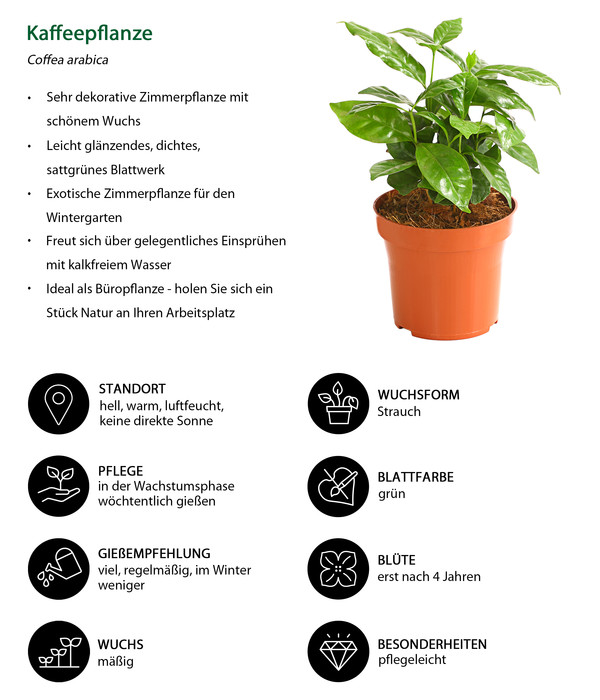 Kaffeepflanze - Coffea arabica
