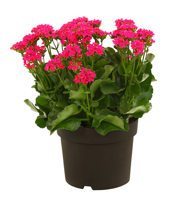 Freiland-Kalanchoe, verschiedene Farben