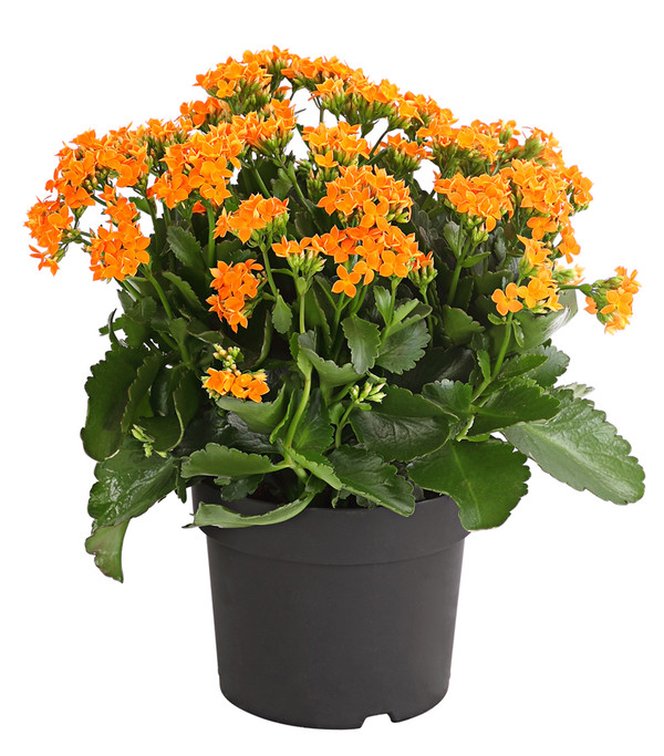 Freiland-Kalanchoe, verschiedene Farben