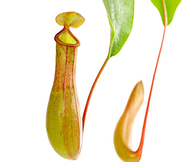 Kannenpflanze - Nepenthes alata, Ampel
