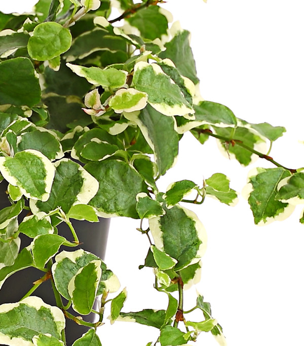 Kletterfeige - Ficus pumila 'Sunny'