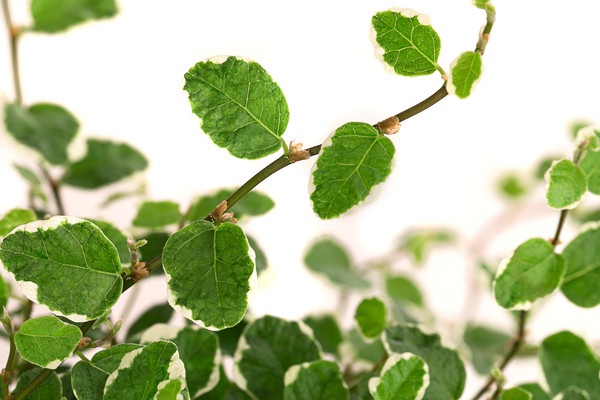 Kletterfeige - Ficus pumila 'White Sunny'