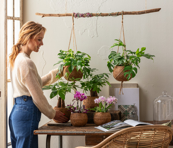 Kokodama-Ampel Fensterblatt - Monstera minima