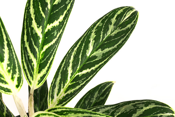 Kolbenfaden - Aglaonema 'Ivy Green', Hydrokultur