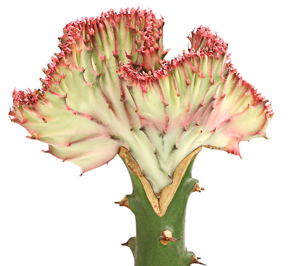 Korallen-Wolfsmilch - Euphorbia lactea, verschiedene Sorten