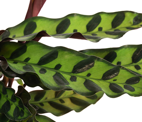 Korbmarante - Calathea lancifolia