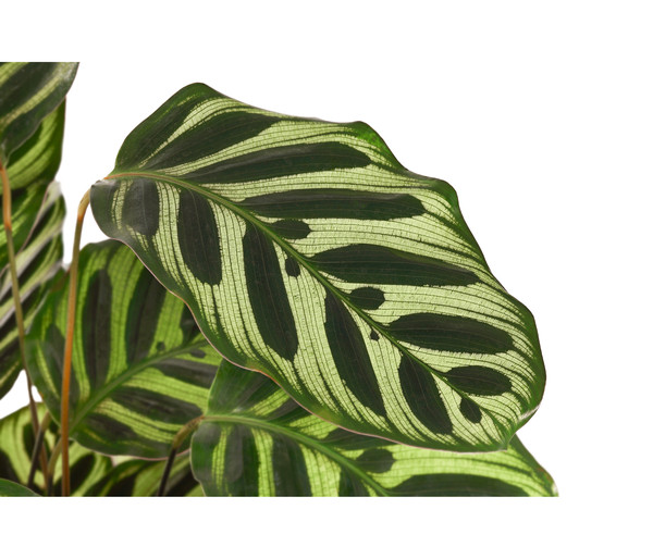 Korbmarante - Calathea makoyana