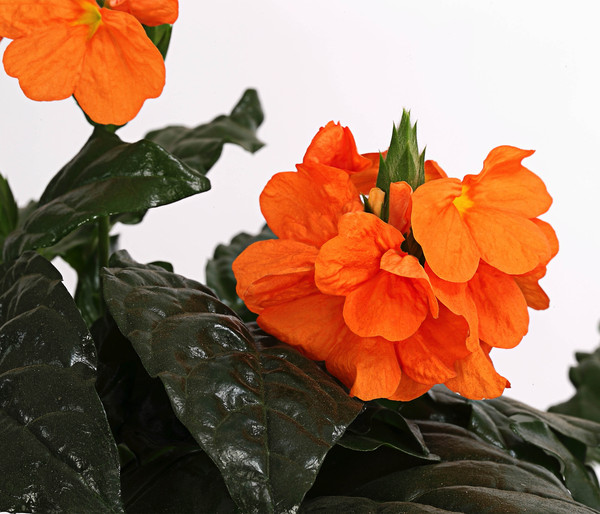 Krossandra - Crossandra infundibuliformis, orange