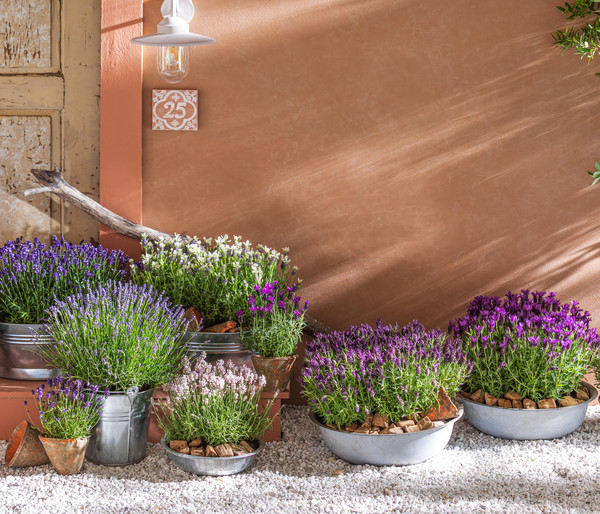 Lavendel 'Arctic Snow'