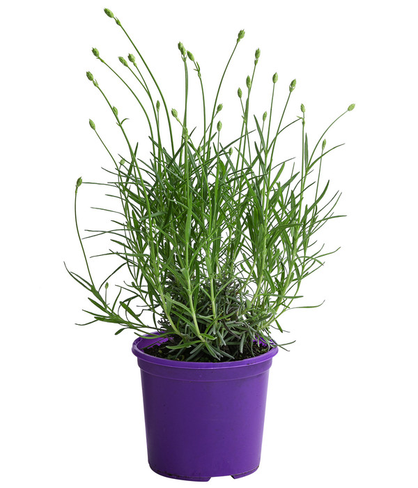 Lavendel 'Cedar Blue'