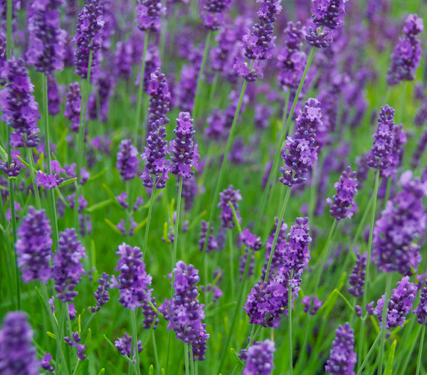 Lavendel 'Olympia'