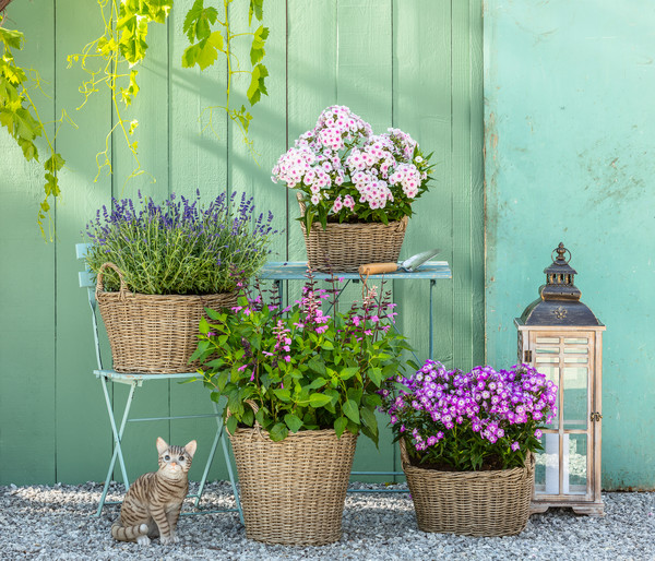 Lavendel 'Richard Gray'