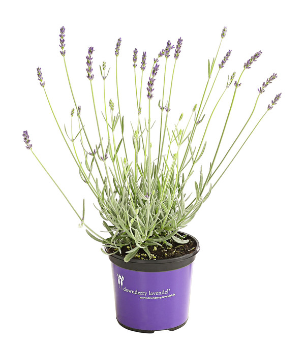 Lavendel 'Richard Gray'