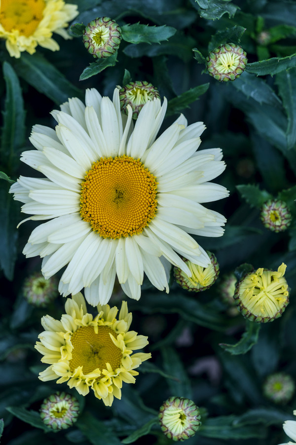 Großblumige Margerite 'Supra'