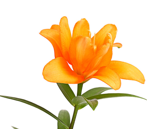 Lilie - Lilium-Hybriden, verschiedene Farben