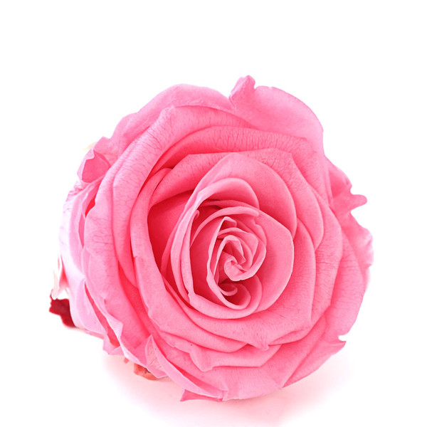 Longlife-Rose, ca. Ø6 cm