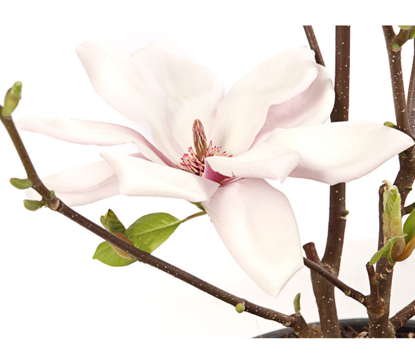 Magnolie 'Satisfaction'