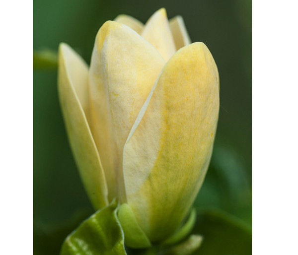 Duft-Magnolie 'Yellow Bird'