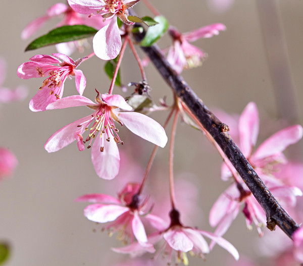 Zierapfel 'Royal Beauty', Kaskaden-Stämmchen