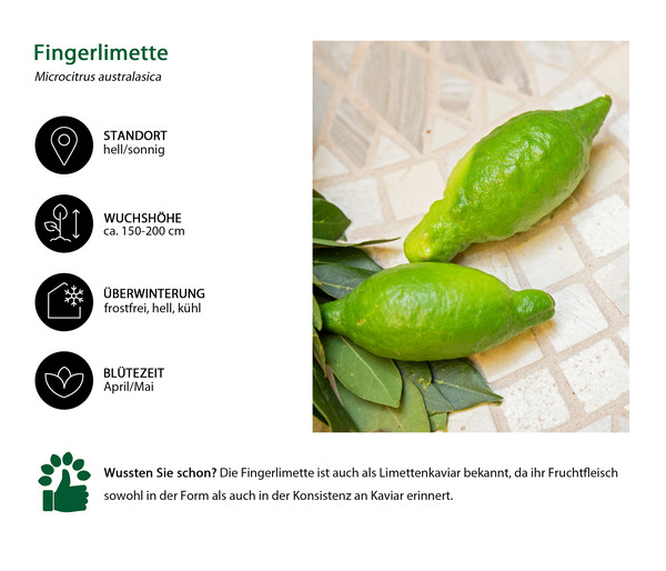 Dehner Gourmet Garten Fingerlimette