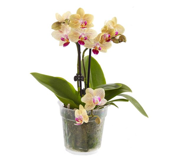 Midi Schmetterlingsorchidee - Phalaenopsis cultivars, verschiedene Farben