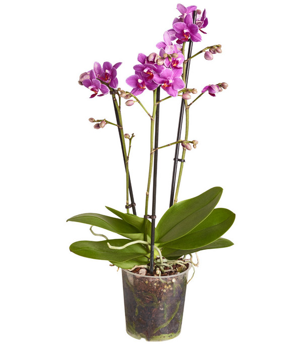 Midi Schmetterlingsorchidee - Phalaenopsis cultivars, verschiedene Farben