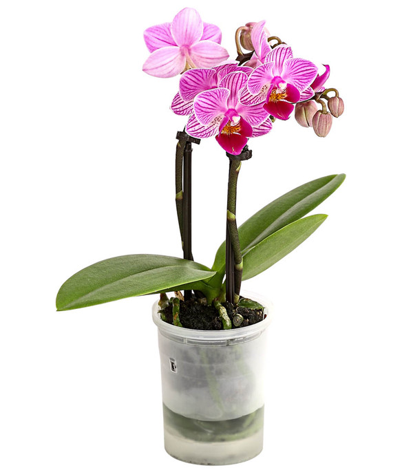 Mini Schmetterlingsorchidee - Phalaenopsis 'Aqua Orchids®', verschiedene Farben